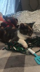 Lost Female Cat last seen 8400s 4000w West Jordan Ut, West Jordan, UT 84088