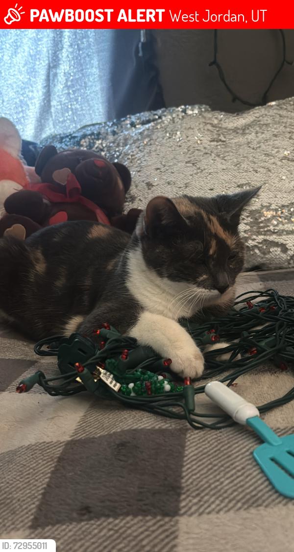 Lost Female Cat last seen 8400s 4000w West Jordan Ut, West Jordan, UT 84088