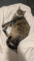 Reunited Female Cat last seen Archer Glen Ct., Greensboro, NC 27407