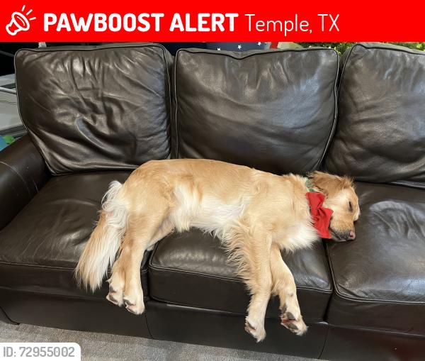 Lost Female Dog last seen Adams Ave, Temple, TX 76502