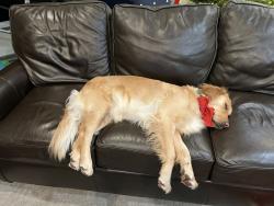 Lost Female Dog last seen Adams Ave, Temple, TX 76502