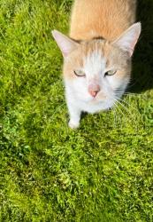 Lost Male Cat last seen Union ave, Bakersfield, CA 93305