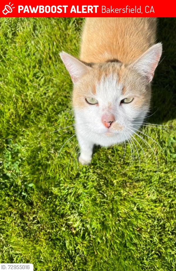Lost Male Cat last seen Union ave, Bakersfield, CA 93305