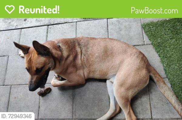 Reunited Male Dog last seen Near McKinley St, Hollywood, FL 33020, EE. UU., Hollywood, FL 33020