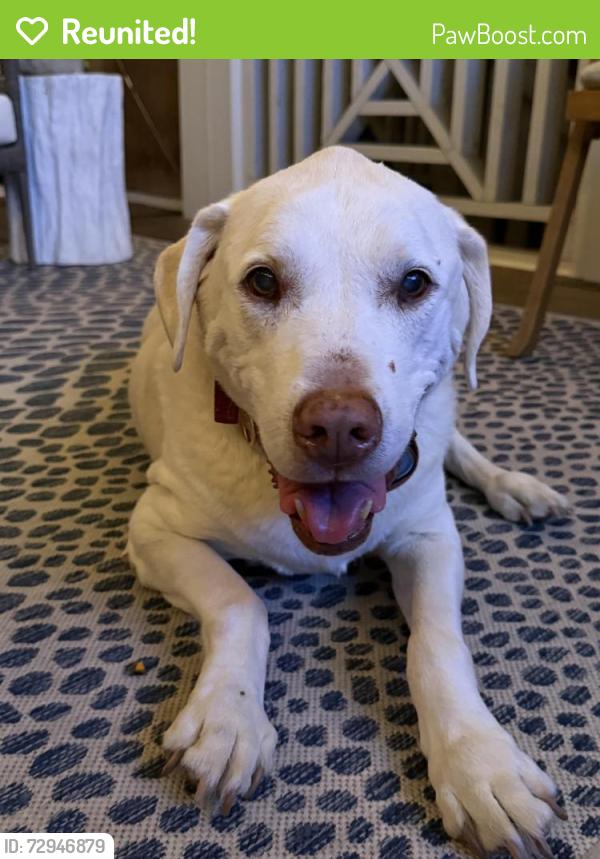 Reunited Female Dog last seen Elinor Street , Chattanooga, TN 37405