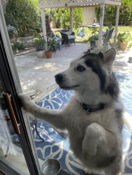 Reunited Male Dog last seen Brazos Blvd Lewisville Texas, Lewisville, TX 75077