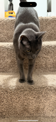 Lost Male Cat last seen Across the oaks , Los Angeles, CA 91601