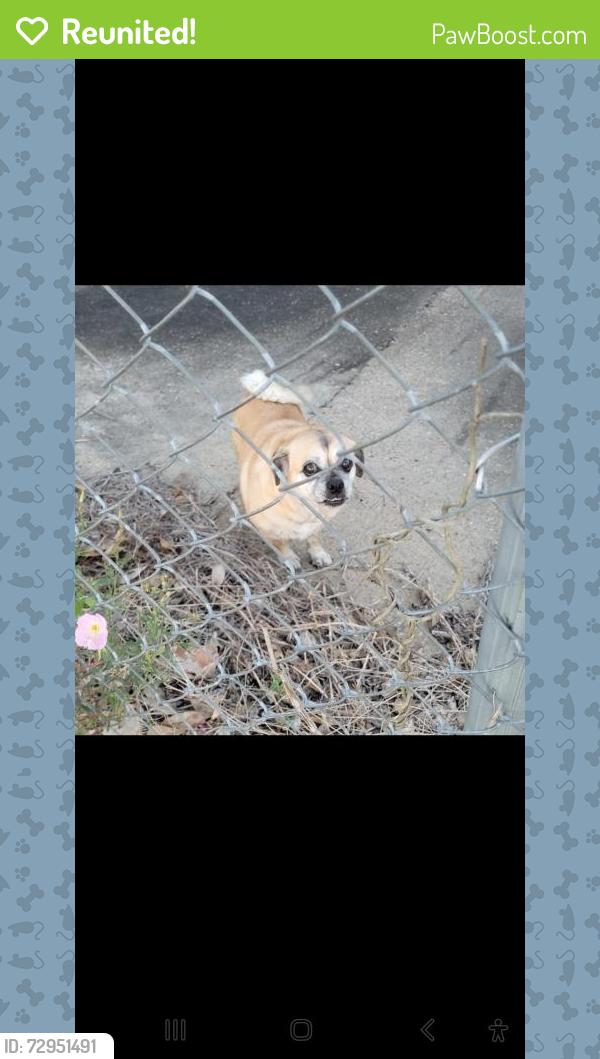 Reunited Unknown Dog last seen Newport park league city tx, League City, TX 77573