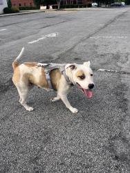 Reunited Female Dog last seen Bayswater Dr and Firetower Rd, Winterville, NC 28590
