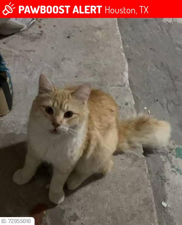 Lost Male Cat last seen Ashford Chase Dr, Houston, TX 77082, Houston, TX 77082