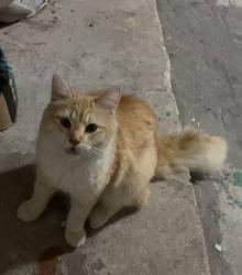 Lost Male Cat last seen Ashford Chase Dr, Houston, TX 77082, Houston, TX 77082