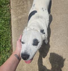 Reunited Female Dog last seen Dollar General Hagan and Hwy 110, Whitehouse, TX 75791