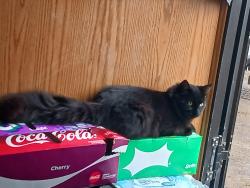 Reunited Male Cat last seen Highway 12 and buffalo Ave , Montrose, MN 55363