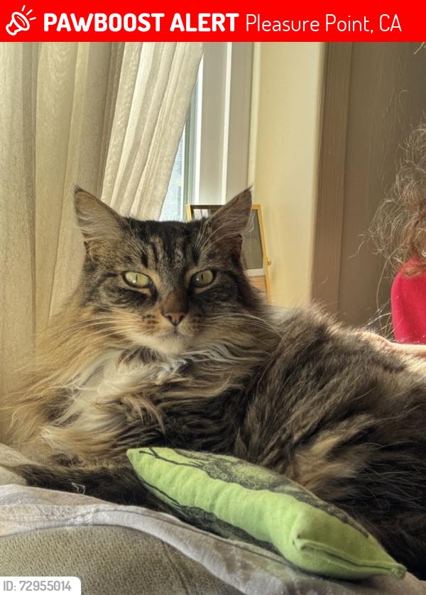 Lost Female Cat last seen Portola drive/32nd Ave, Pleasure Point, CA 95062
