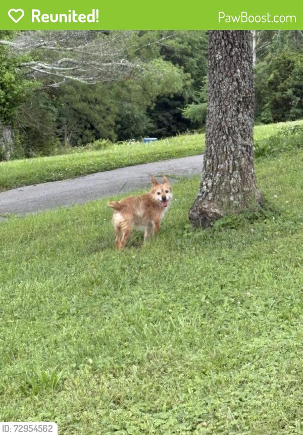 Reunited Male Dog last seen Alpine baptist, Red Bank, TN 37415