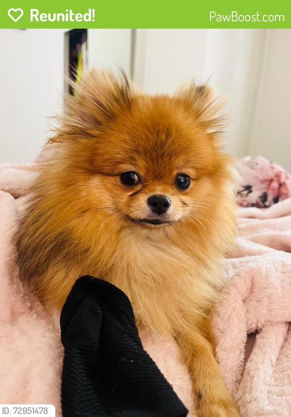Reunited Female Dog last seen Charles Ronald  89121, Paradise, NV 89121