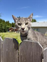 Found/Stray Male Cat last seen St.Anthonys Catholic Church, Tigard, OR 97223