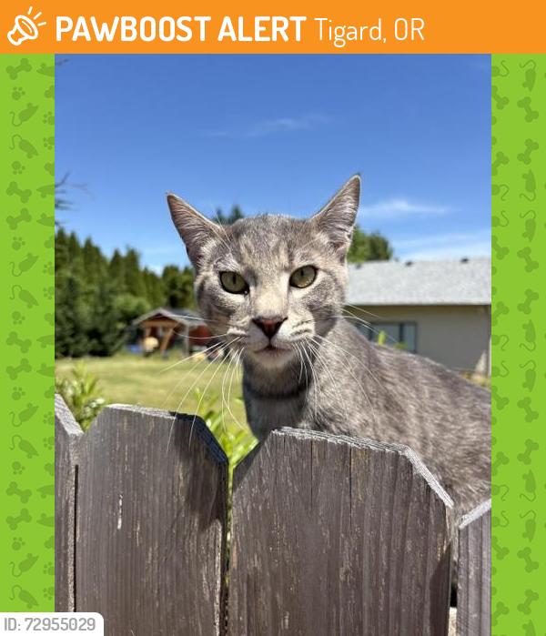 Found/Stray Male Cat last seen St.Anthonys Catholic Church, Tigard, OR 97223