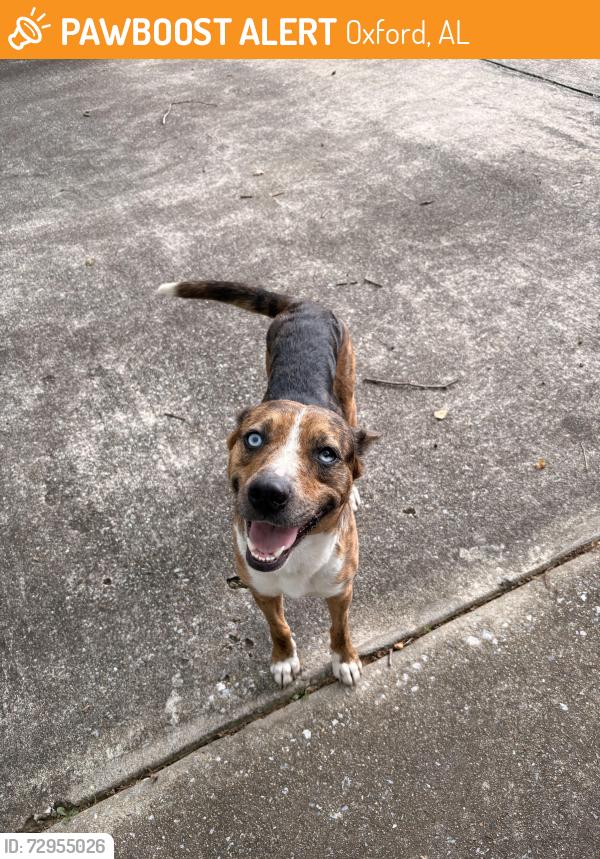 Found/Stray Female Dog last seen Farmington ests near Coldwater creek, Oxford, AL 36203