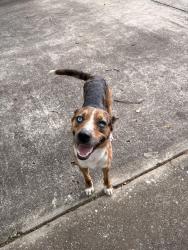 Found/Stray Female Dog last seen Farmington ests near Coldwater creek, Oxford, AL 36203