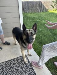 Found/Stray Male Dog last seen Valley ranch , San Antonio, TX 78254