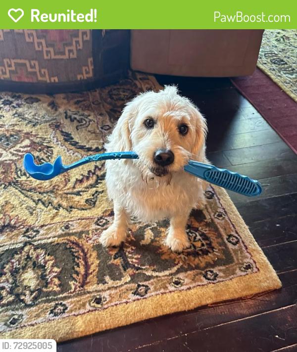 Reunited Male Dog last seen West of fur trading post on pokegama lake rd, Pine City, MN 55063
