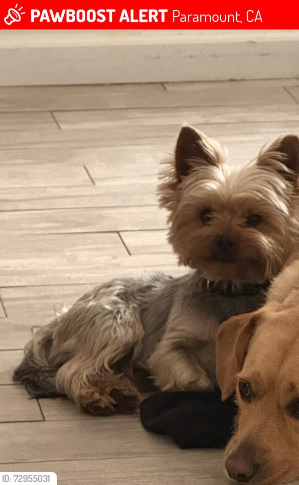 Lost Male Dog last seen Orange and Somerset , Paramount, CA 90723