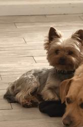 Lost Male Dog last seen Orange and Somerset , Paramount, CA 90723