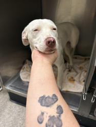 Found/Stray Unknown Dog last seen The Wavaho gas station off Carraway Blvd/ HWY31 North Birmingham , Birmingham, AL 35234