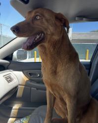 Reunited Female Dog last seen arrowhead lake dr, Hesperia, CA 92345
