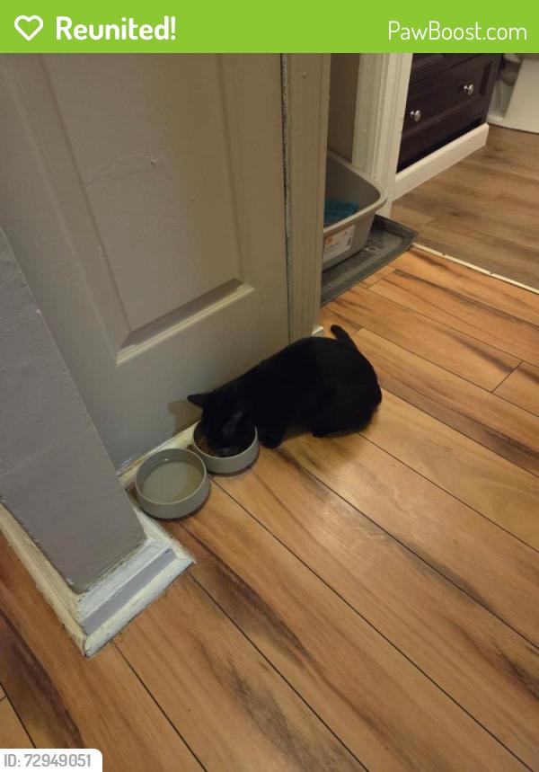 Reunited Female Cat last seen In His image Cristian Academy, Marietta, GA 30008