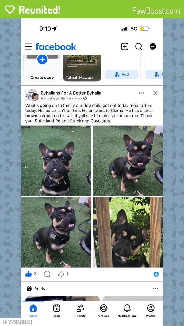 Reunited Male Dog last seen Warsaw gas station , Byhalia, MS 38611