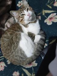 Lost Male Cat last seen Rua Santos 618 Jardim esmeralda , Jardim Esmeralda, SP 13454-032