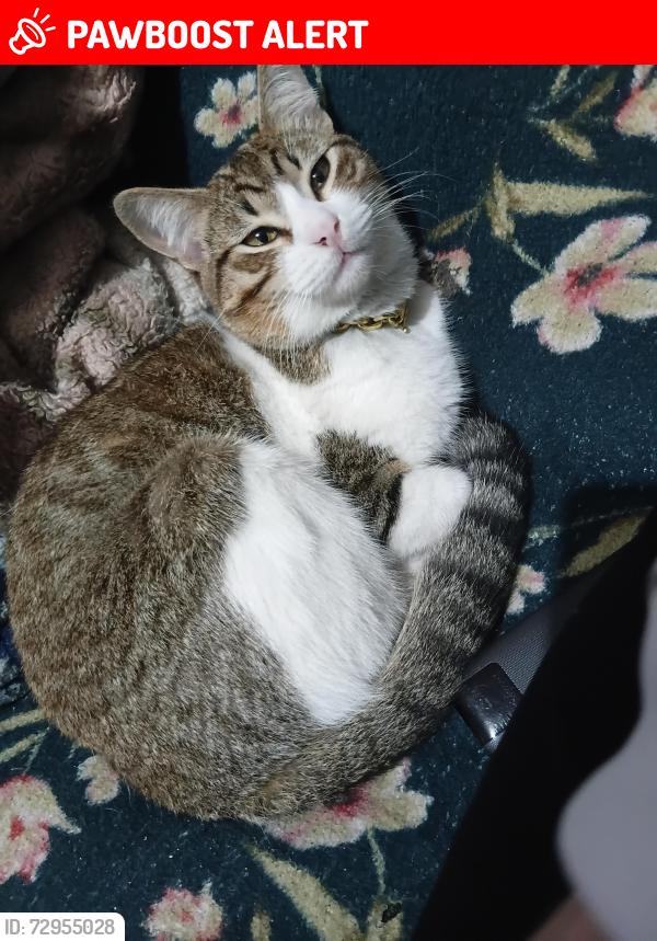 Lost Male Cat last seen Rua Santos 618 Jardim esmeralda , Jardim Esmeralda, SP 13454-032