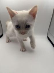 Shelter Stray Female Cat last seen Powell, TN 37849, Knoxville, TN 37919