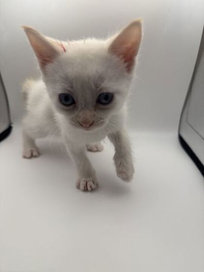 Shelter Stray Female Cat last seen Powell, TN 37849, Knoxville, TN 37919