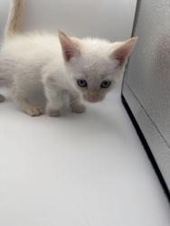 Shelter Stray Male Cat last seen Powell, TN 37849, Knoxville, TN 37919