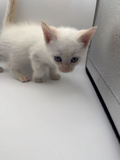 Shelter Stray Male Cat last seen Powell, TN 37849, Knoxville, TN 37919