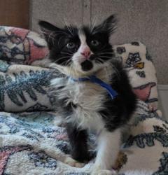 Shelter Stray Male Cat last seen Lake Bryan, TX 77807, Bryan, TX 77807