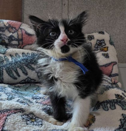 Shelter Stray Male Cat last seen Lake Bryan, TX 77807, Bryan, TX 77807