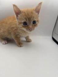 Shelter Stray Female Cat last seen Powell, TN 37849, Knoxville, TN 37919