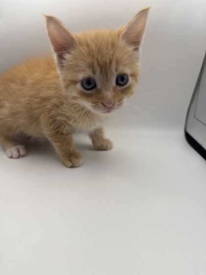 Shelter Stray Female Cat last seen Powell, TN 37849, Knoxville, TN 37919