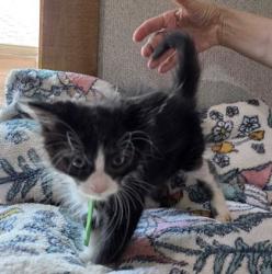 Shelter Stray Male Cat last seen Lake Bryan, TX 77807, Bryan, TX 77807