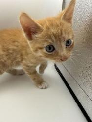 Shelter Stray Male Cat last seen Powell, TN 37849, Knoxville, TN 37919
