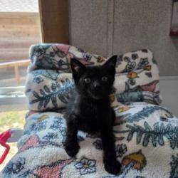 Shelter Stray Male Cat last seen Lake Bryan, TX 77807, Bryan, TX 77807