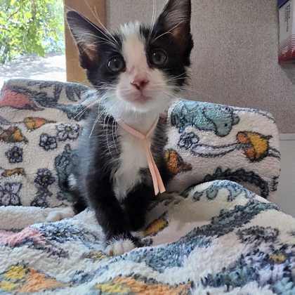 Shelter Stray Female Cat last seen Lake Bryan, TX 77807, Bryan, TX 77807