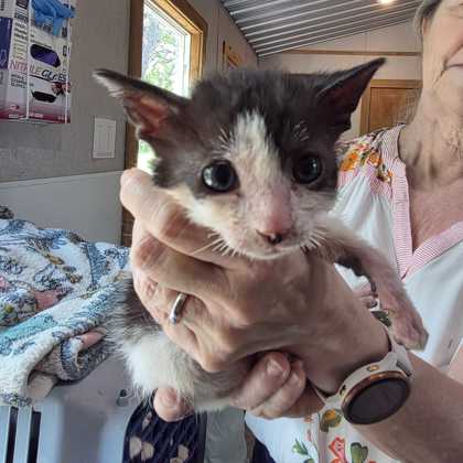 Shelter Stray Female Cat last seen Lake Bryan, TX 77807, Bryan, TX 77807