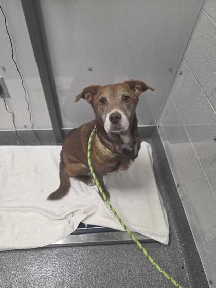 Shelter Stray Female Dog last seen Pittman Center, TN 37876, Sevierville, TN 37862