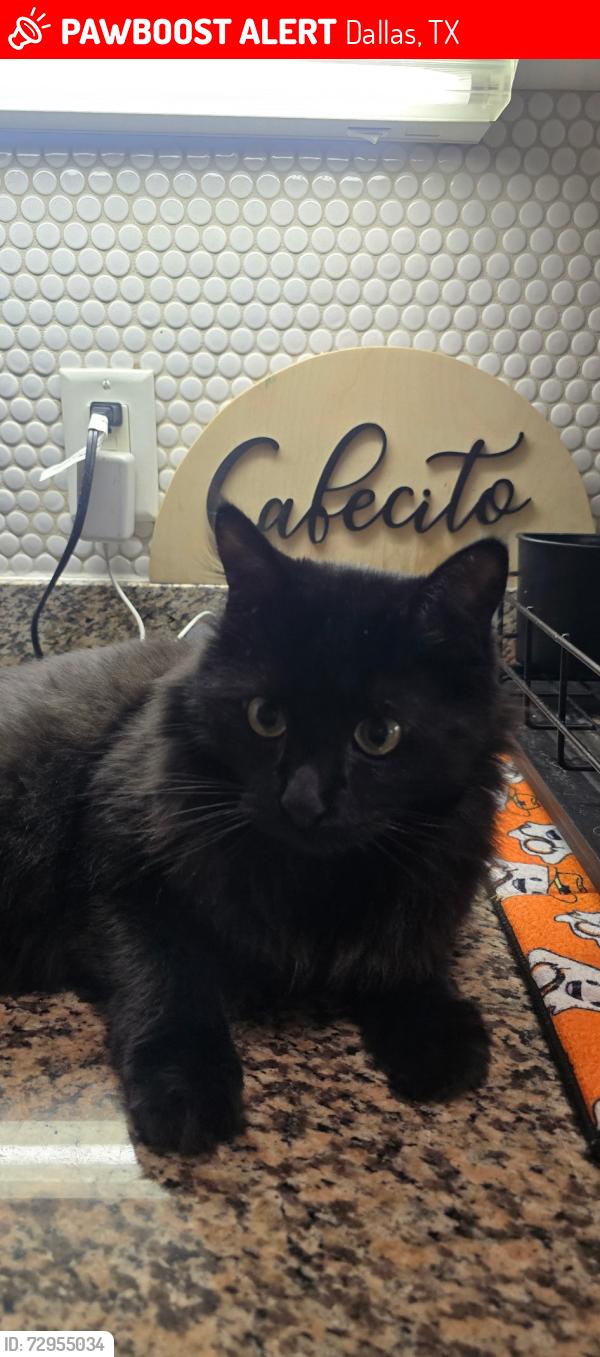 Lost Male Cat last seen North bishop ave and West Canty street , Dallas, TX 75208