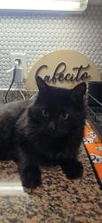 Lost Male Cat last seen North bishop ave and West Canty street , Dallas, TX 75208